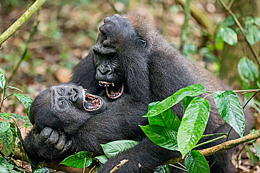 中非共和国,两个,幼兽,西部低地大猩猩,展示,牙齿,吵闹,争斗