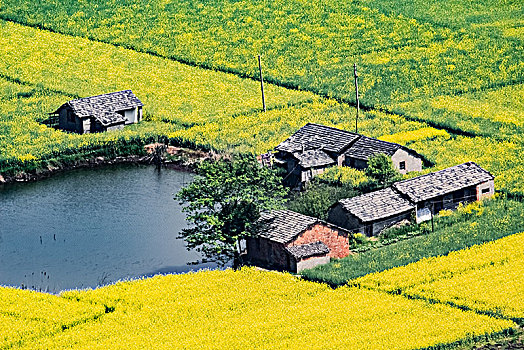 安徽省芜湖市响水涧油菜花田园乡村自然景观