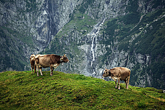 两个,乳业,母牛,高山牧场,奥伯瓦尔登,瑞士