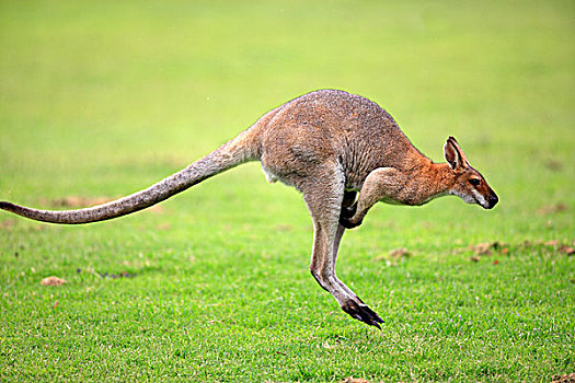 敏捷,小袋鼠,沙,成年,跳跃,澳大利亚