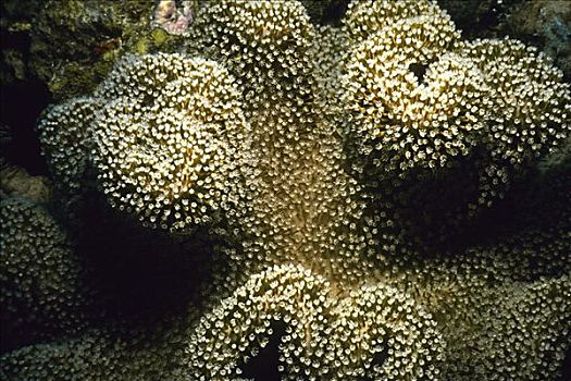 特写,软珊瑚,水下,坦桑尼亚