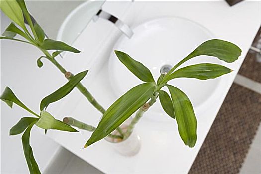 俯拍,植物,浴室水池