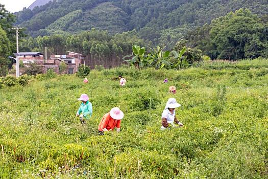 中国广西蒙山县蔬菜基地引领全县蔬菜生产
