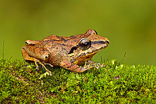 树蛙,栖息,厄瓜多尔