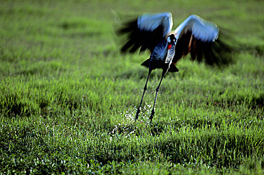 肯尼亚,安伯塞利国家公园,冠鹤