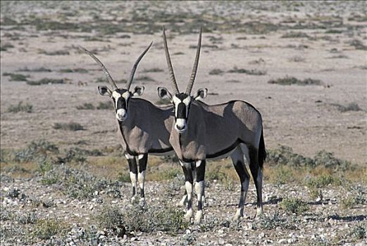 两个,羚羊,埃托沙国家公园,纳米比亚