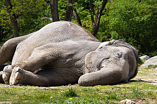 亚洲象,象属,睡觉,东南亚