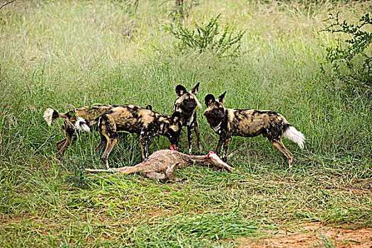 非洲野狗,非洲野犬属,牧群,杀,大捻角羚,纳米比亚