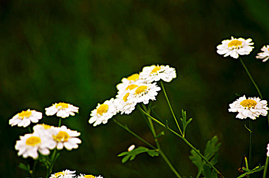 小白菊,花,户外