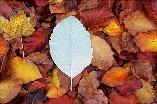 秋天,山毛榉,树林,叶子,黄色,红色,金色,地面