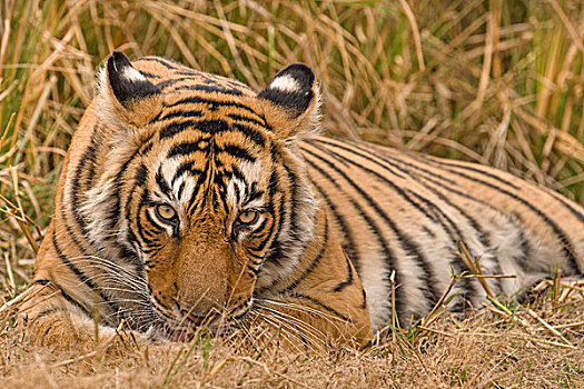 孟加拉虎,虎,休息,拉贾斯坦邦,国家公园,印度,亚洲