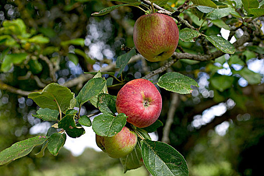 皇家,节日,苹果,树上,布列塔尼半岛,法国