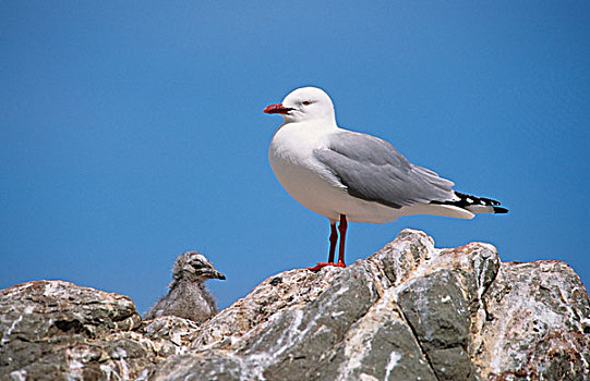 海鸥,站立,石头,幼禽,新西兰