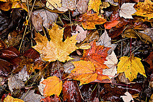 品种,秋叶,地上,安大略省,加拿大