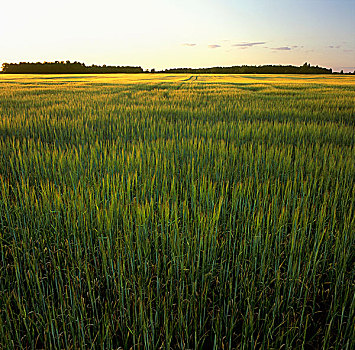农业,地点,生长,胡须,小麦,室外,晚霞,安大略省,加拿大