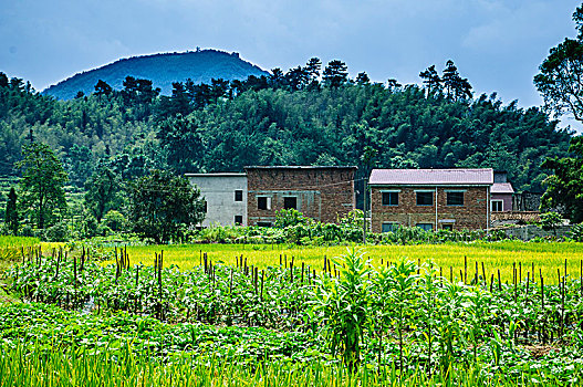 稻田风光