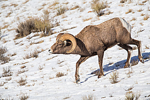 怀俄明,国家麋鹿保护区,大角羊,公羊,姿势,雪,山坡