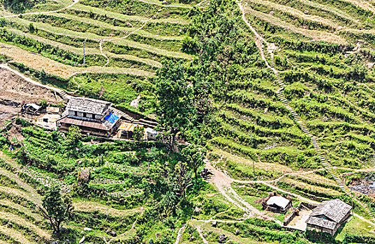 一个,许多,小,农场,看,跋涉,安娜普纳地区,尼泊尔,亚洲