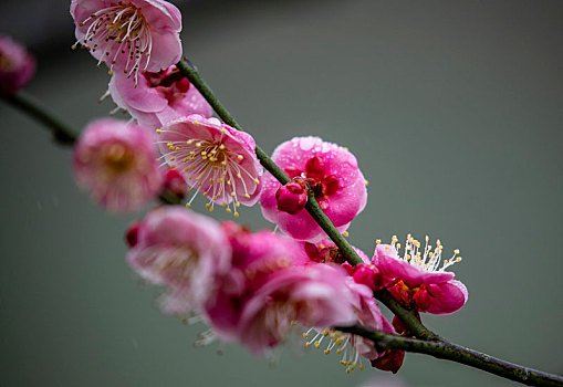 重庆南川,红梅花开迎春到