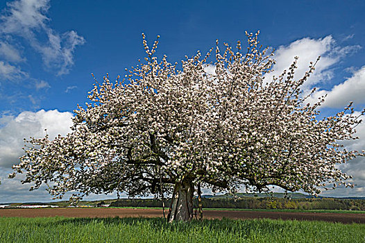 苹果树,苹果,开花,巴伐利亚,德国,欧洲