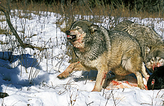 北方,美洲,灰色,狼,犬属,成年,狰狞,捕食,加拿大