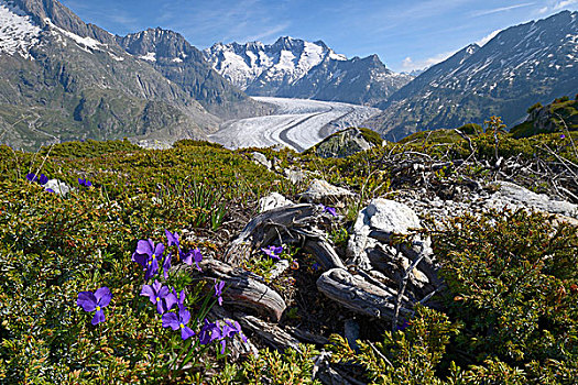 冰河,花,植物,正面,世界遗产,防护,区域,瓦莱,瑞士,欧洲