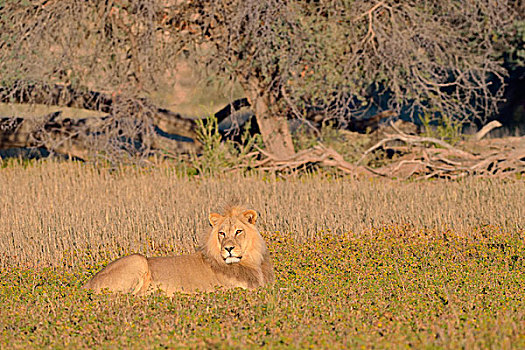 狮子,雄性,卧,草,晨光,卡拉哈迪大羚羊国家公园,北开普,南非,非洲