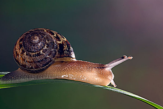 矮林,蜗牛,荷兰