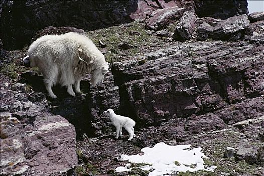 石山羊,雪羊,母亲,晚春,落基山脉,冰川国家公园,蒙大拿