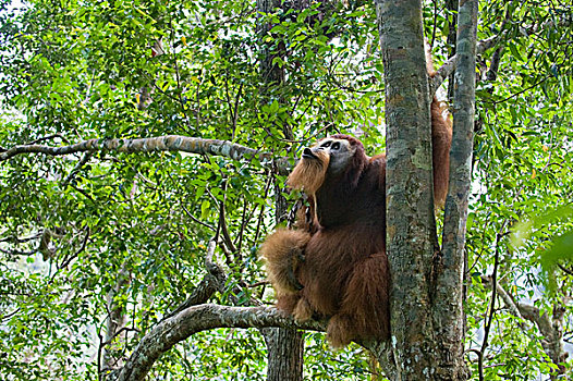 苏门答腊猩猩,强势,古农列尤择国家公园,北方,苏门答腊岛,印度尼西亚