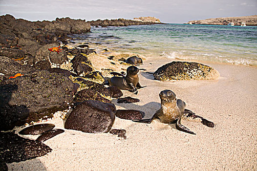 厄瓜多尔,加拉帕戈斯群岛,国家公园,海狮,加州海狮