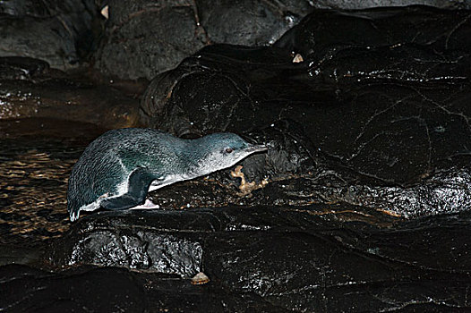 小蓝企鹅,喂食,旅游,海上,菲利普岛,澳大利亚