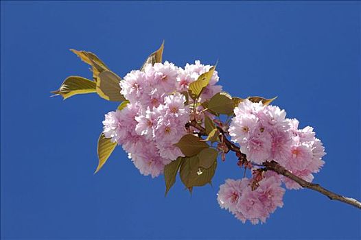 日本,樱桃,樱花