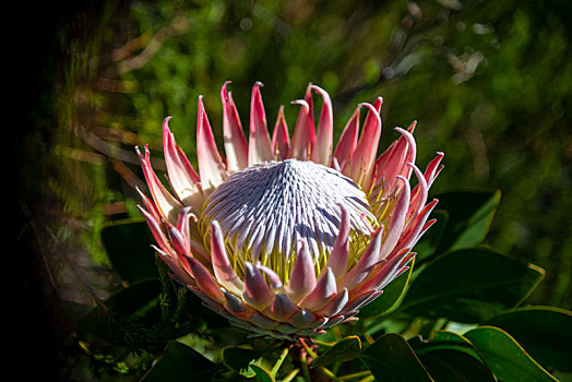 南非国花,国王海神花,又名帝王花,普洛提亚