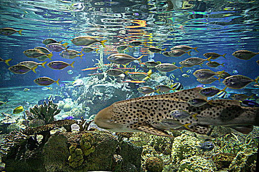 环礁,礁石,海洋公园,香港