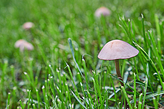 草坪上的蘑菇