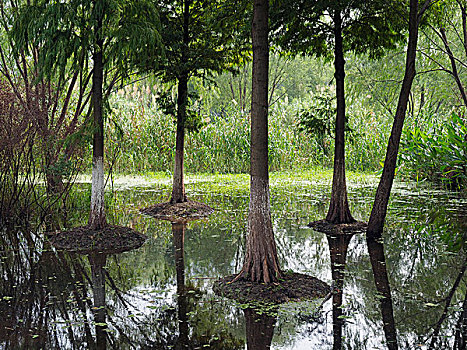 无锡市湿地公园的水彬树