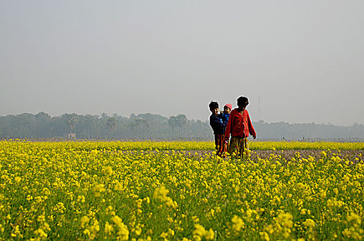 乡村,孩子,芥末,地点,孟加拉,一月,2008年