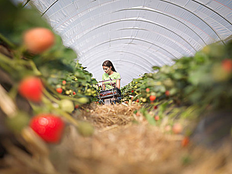 工作,挑选,草莓,农场