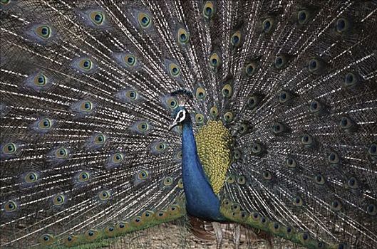 蓝孔雀,羽毛,室外,泰米尔纳德邦,印度