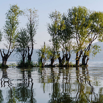 云南洱海湖畔水中的树林