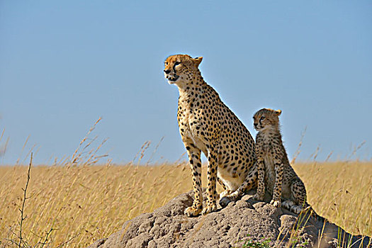 印度豹,猎豹,女性,幼兽,坐,马赛马拉国家保护区,肯尼亚,非洲