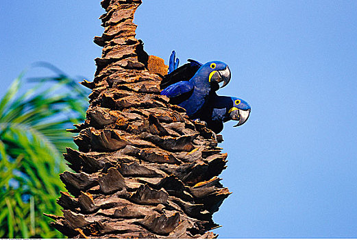 风信子,金刚鹦鹉,树上,潘塔纳尔,巴西