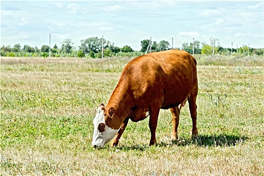 母牛,褐色,白色,草地