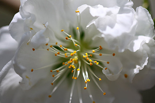 盛开的白桃花