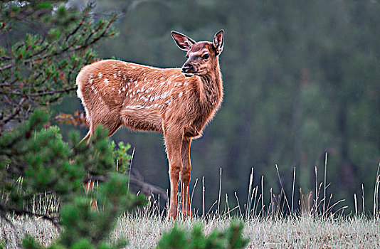 幼兽,麋鹿,站立,山,碧玉国家公园,艾伯塔省,加拿大