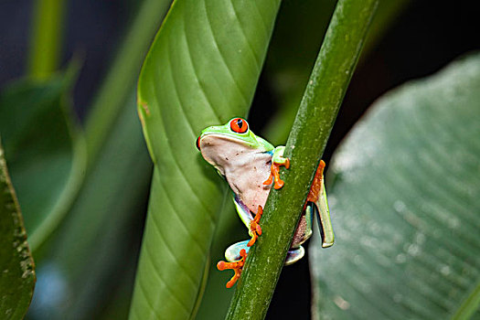 炫丽,树蛙,红眼树蛙,雨林,哥斯达黎加,中美洲