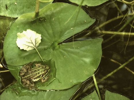 水池,青蛙,德国