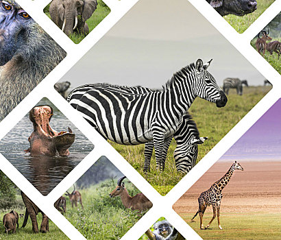 抽象拼贴画,动物,坦桑尼亚,旅行,背景,照片