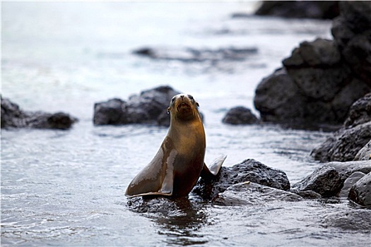 海狮,生物群